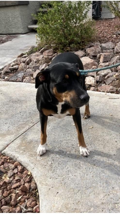 Enlarge Hinata, a ADOPTABLE Mixed Breed in Las Vegas, NV image 1/2