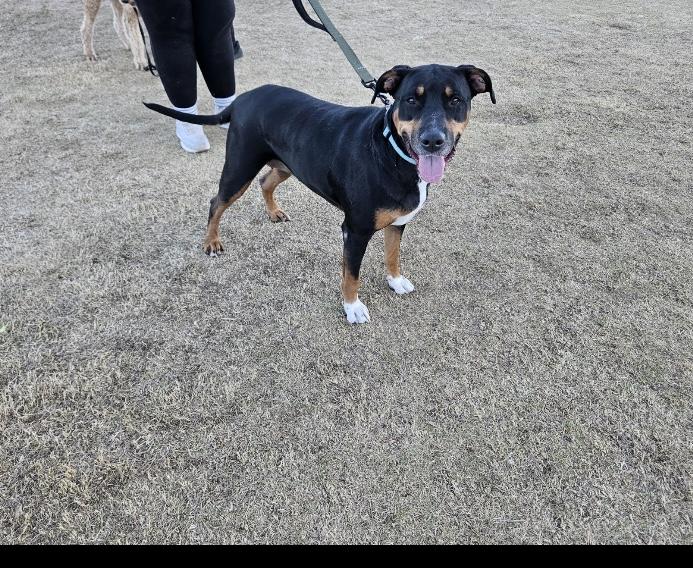 Enlarge Hinata, a ADOPTABLE Mixed Breed in Las Vegas, NV image 2/2