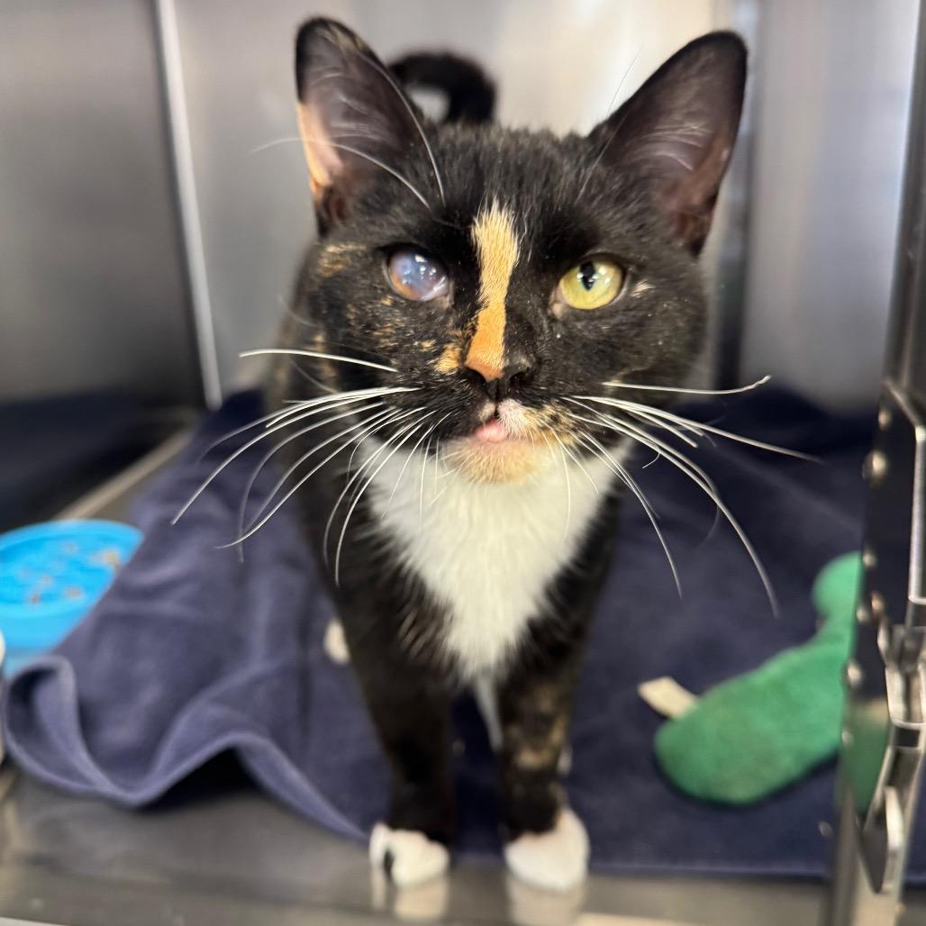 Cedar, Adoptable, Young Female Domestic Short Hair.