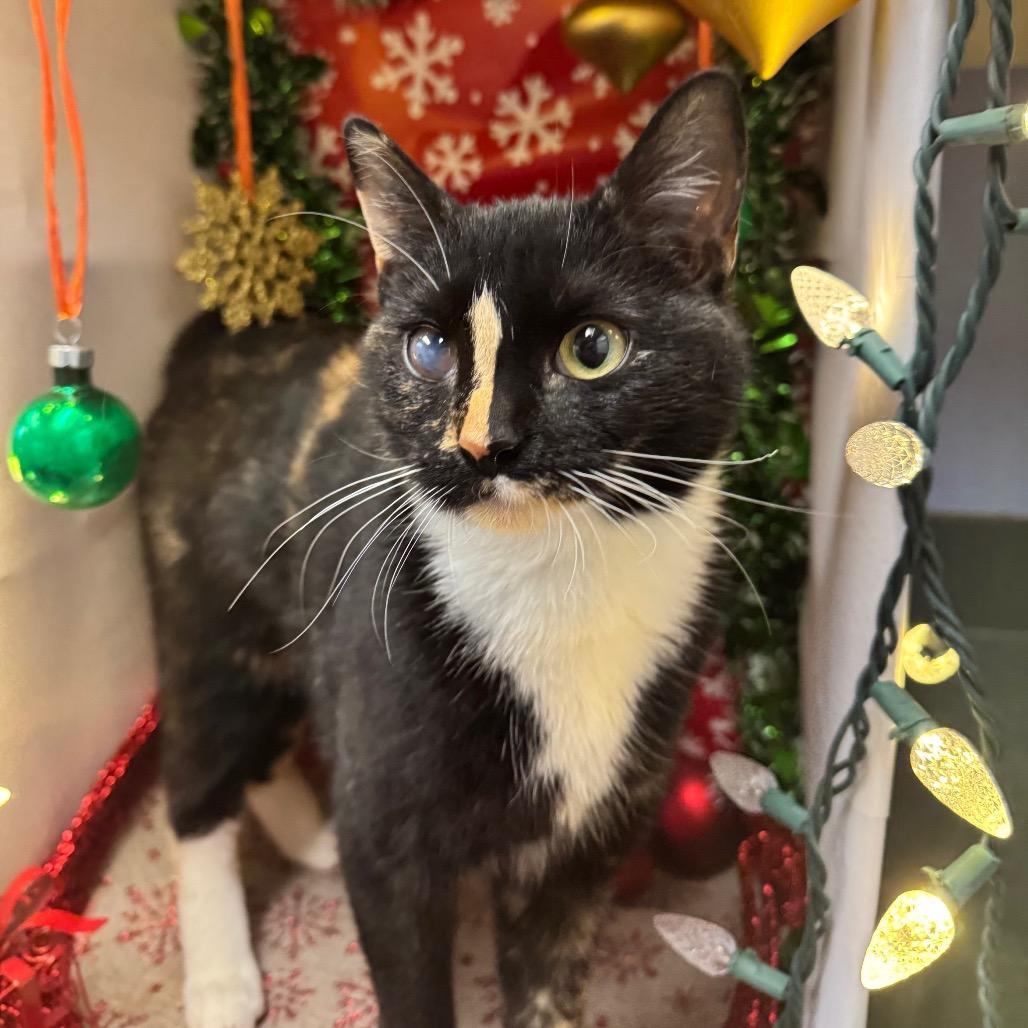 Enlarge Cedar, a Adoptable Domestic Short Hair in Easton, PA image 2/5