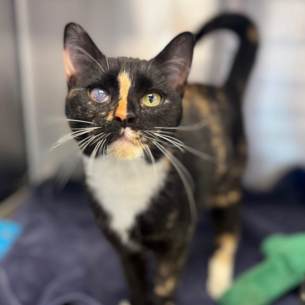 Enlarge Cedar, a Adoptable Domestic Short Hair in Easton, PA image 3/5