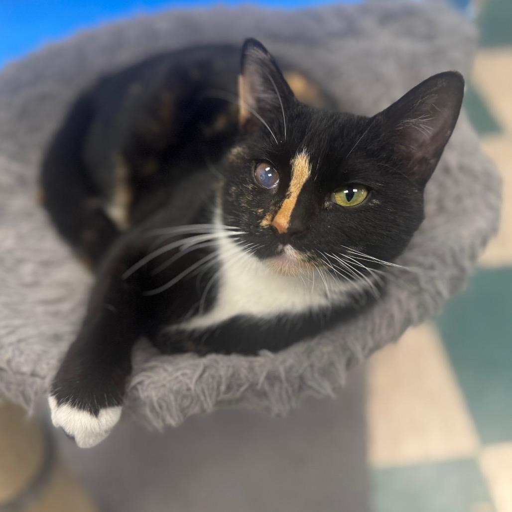 Enlarge Cedar, a Adoptable Domestic Short Hair in Easton, PA image 4/5