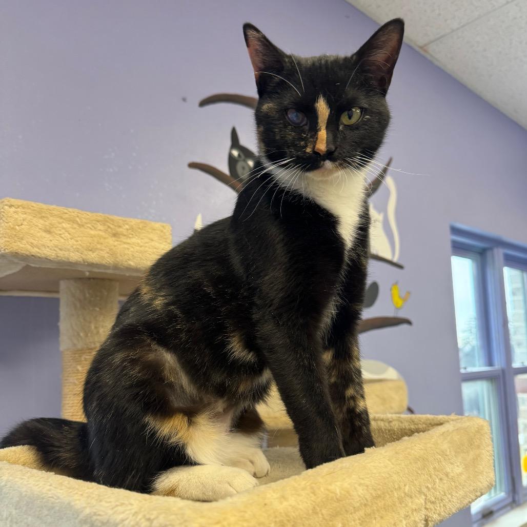 Enlarge Cedar, a Adoptable Domestic Short Hair in Easton, PA image 5/5