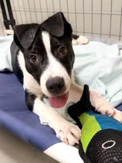 Enlarge Tucker, a Adoptable mixed breed in Henderson, TX image 1/2