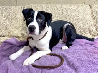 Enlarge Tucker, a Adoptable mixed breed in Henderson, TX image 2/2