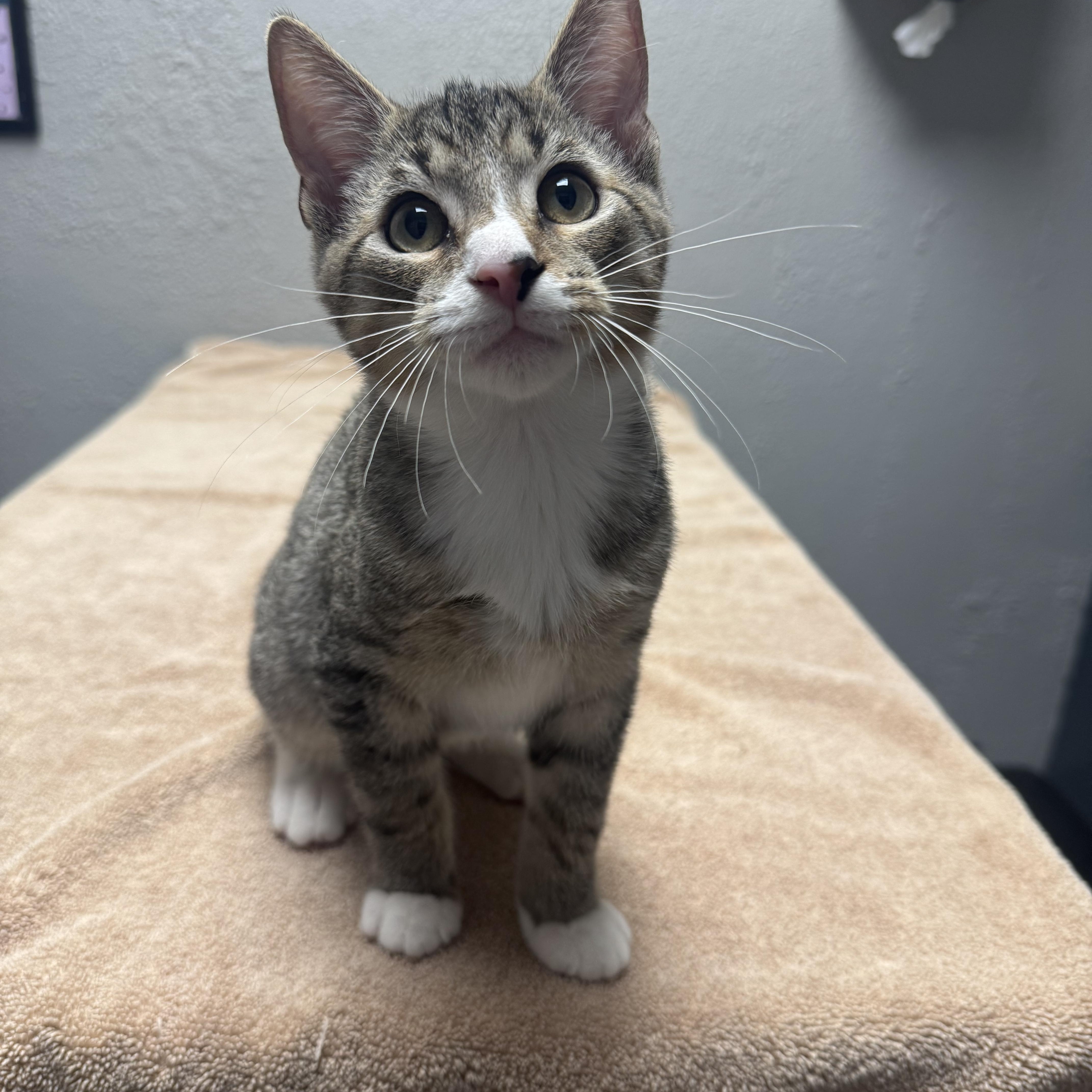 Enlarge Urkel, a Adopted Domestic Short Hair in Walker, MI image 3/6