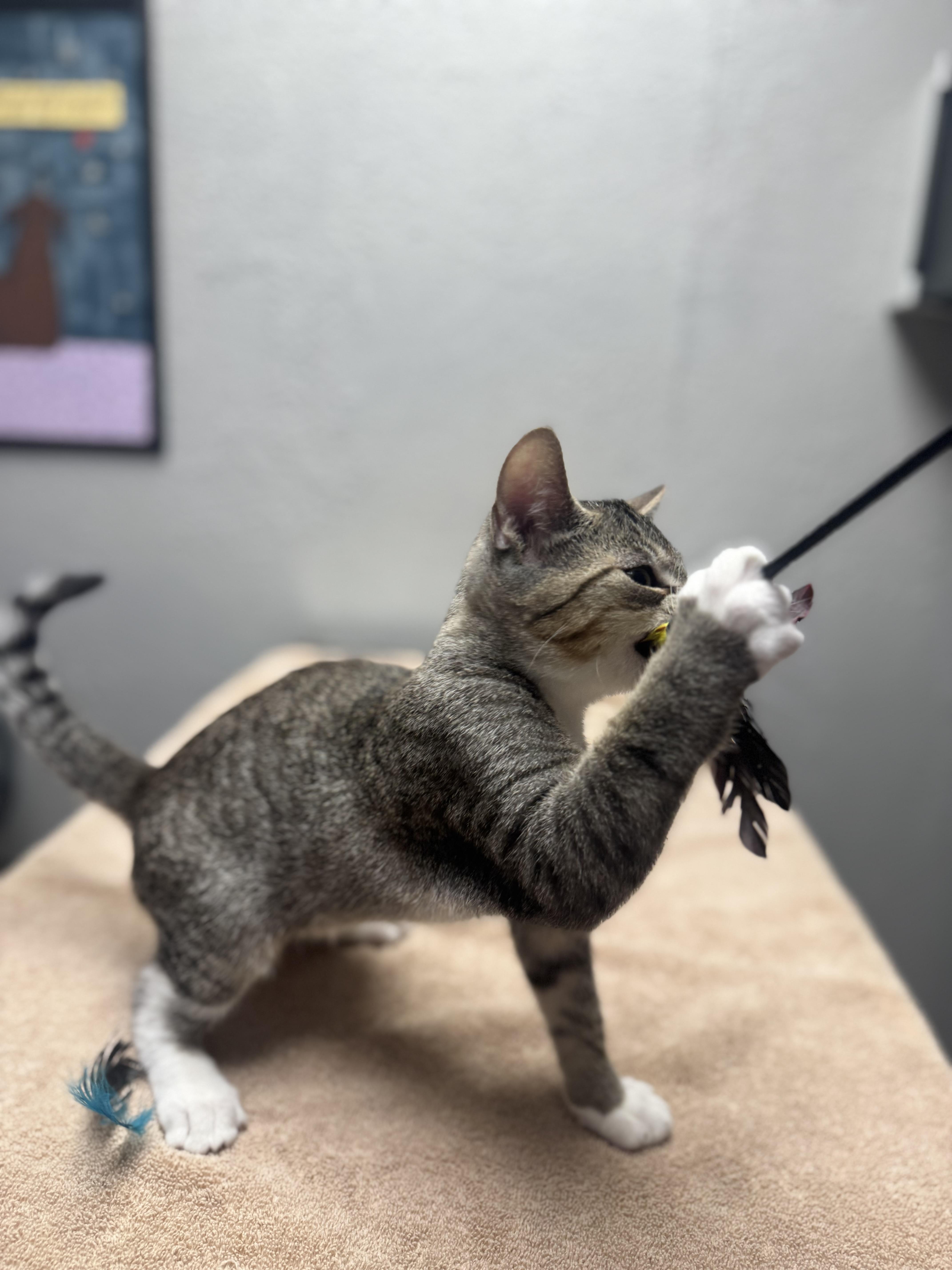 Enlarge Urkel, a Adopted Domestic Short Hair in Walker, MI image 5/6