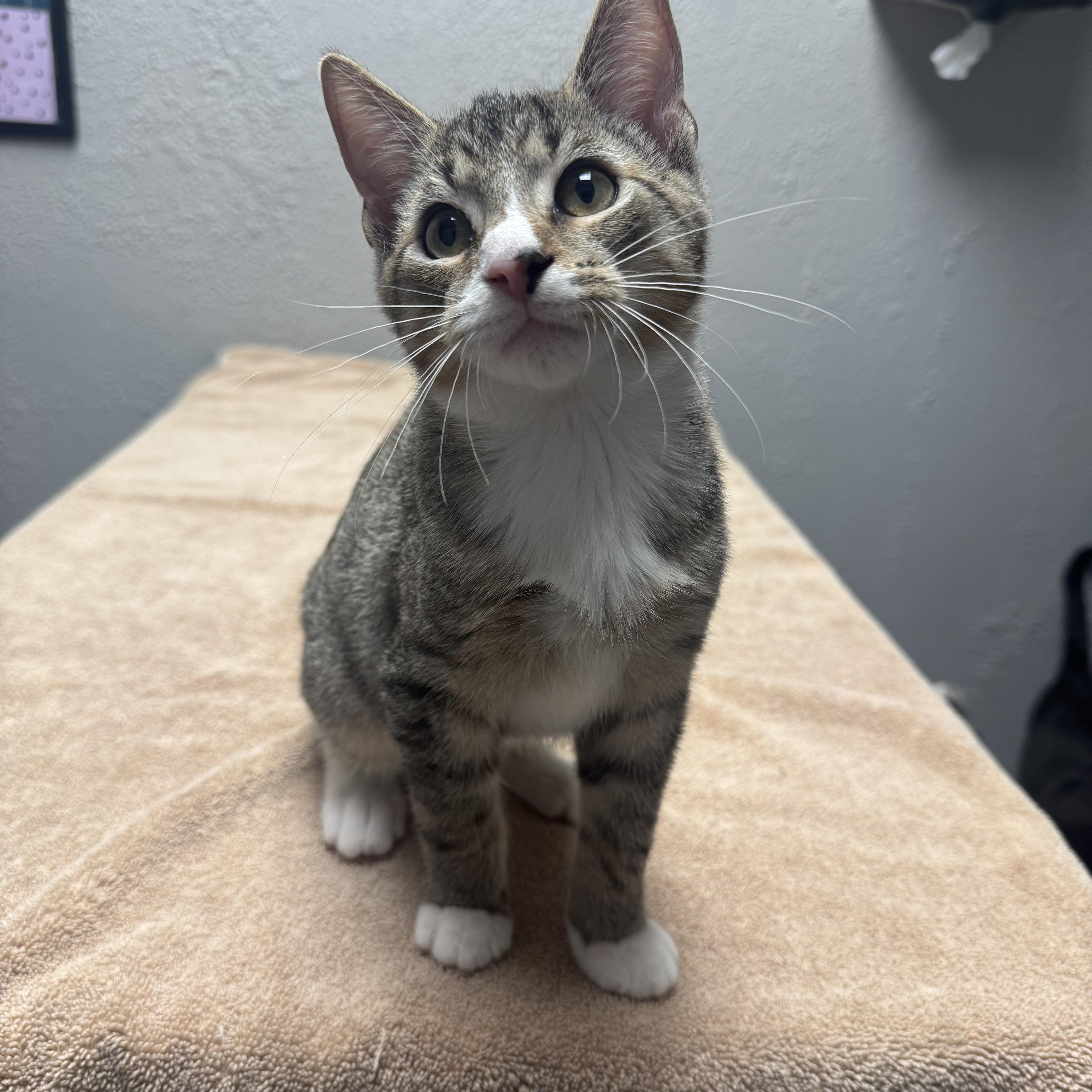 Enlarge Urkel, a Adopted Domestic Short Hair in Walker, MI image 2/6