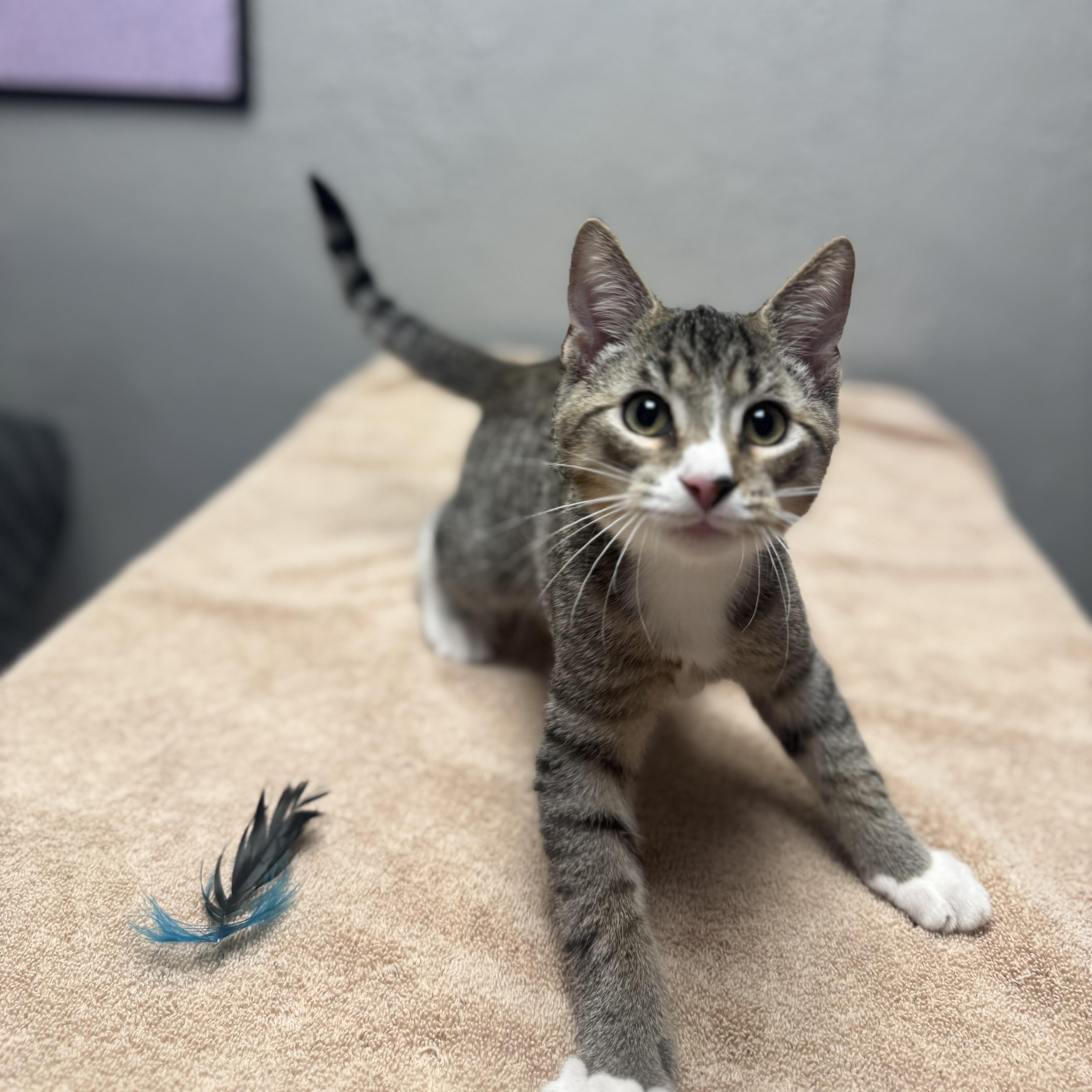 Enlarge Urkel, a Adopted Domestic Short Hair in Walker, MI image 6/6