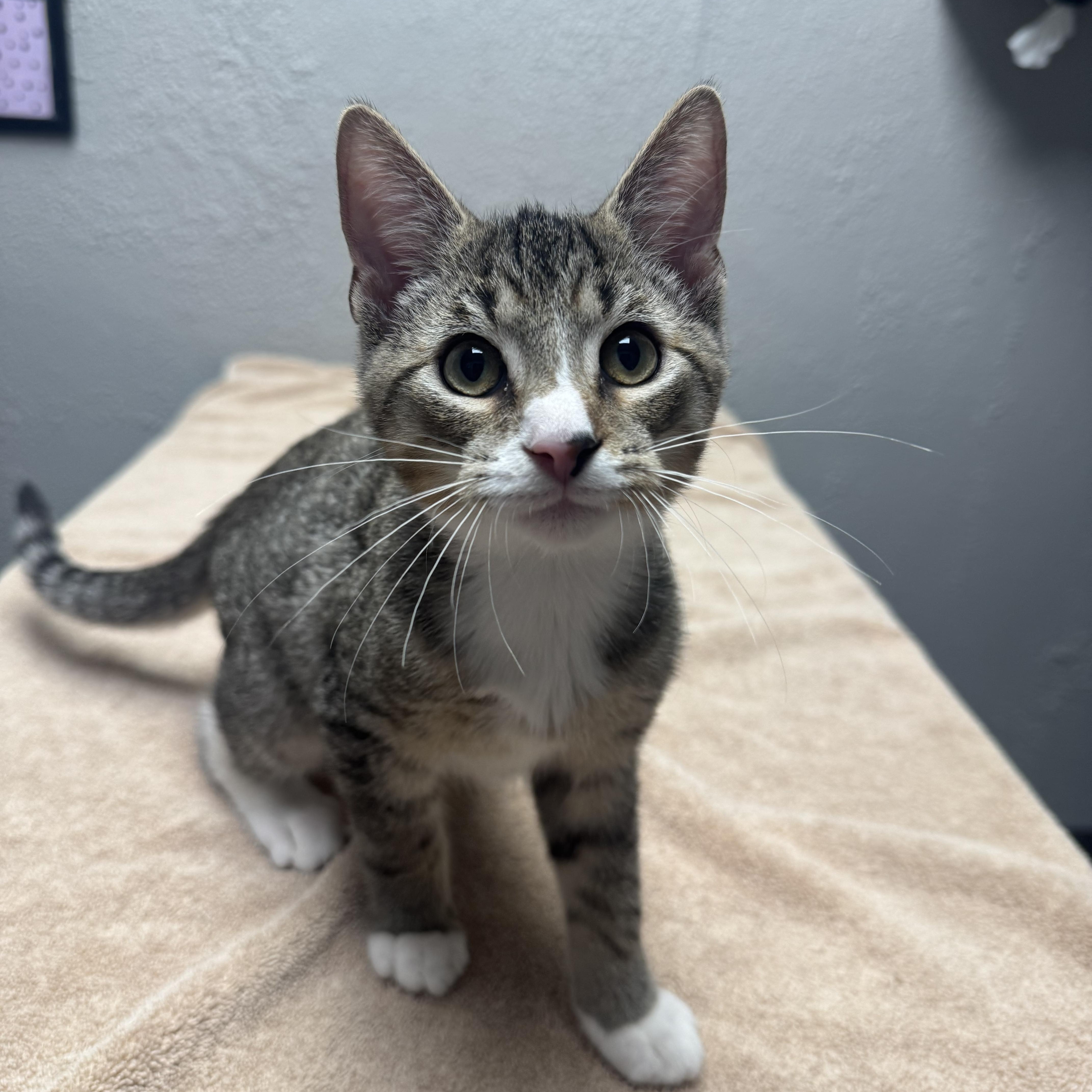 Enlarge Urkel, a Adopted Domestic Short Hair in Walker, MI image 1/6