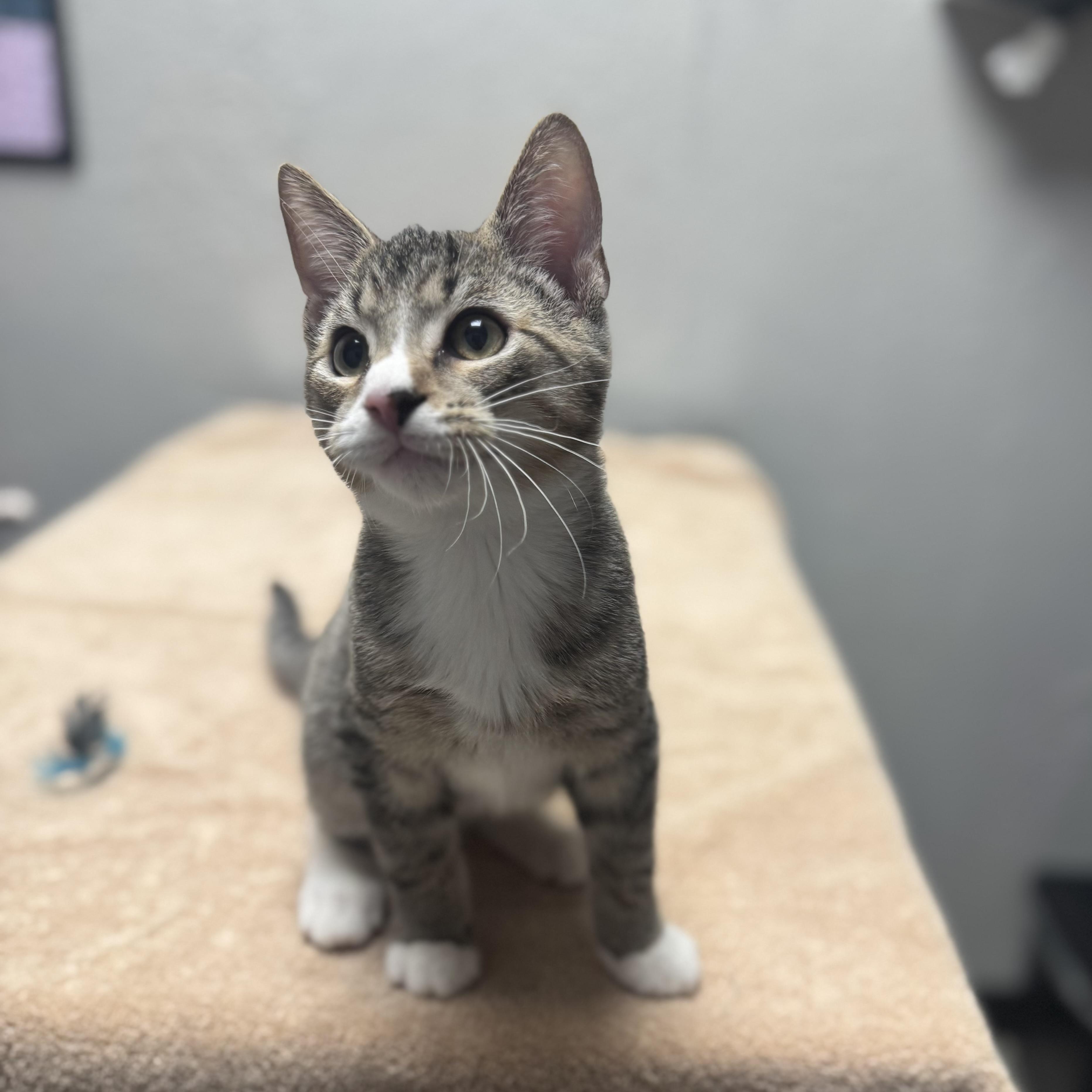 Enlarge Urkel, a Adopted Domestic Short Hair in Walker, MI image 4/6