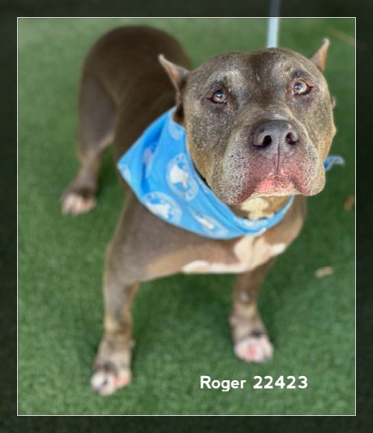 Enlarge ROGER, a Adoptable Pit Bull Terrier in Marietta, GA image 6/6