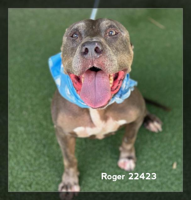 Enlarge ROGER, a Adoptable Pit Bull Terrier in Marietta, GA image 5/6