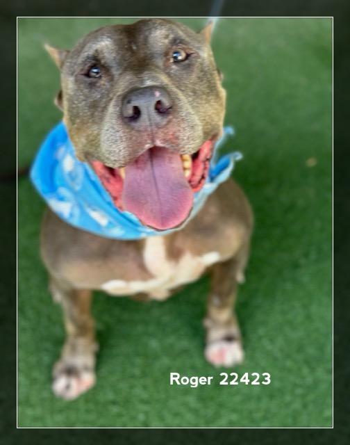 Enlarge ROGER, a Adoptable Pit Bull Terrier in Marietta, GA image 2/6