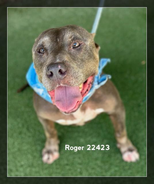 Enlarge ROGER, a Adoptable Pit Bull Terrier in Marietta, GA image 4/6