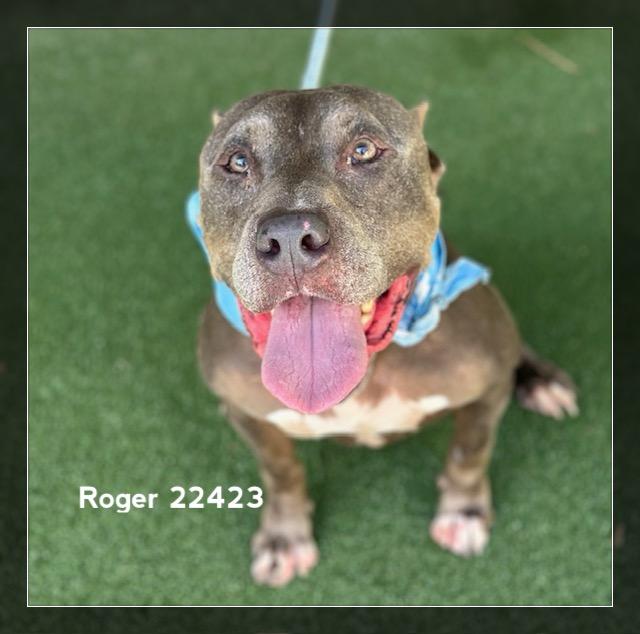 Enlarge ROGER, a Adoptable Pit Bull Terrier in Marietta, GA image 3/6