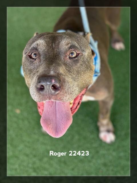 ROGER, Adoptable, Senior Male Pit Bull Terrier.