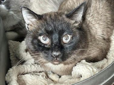Enlarge Marlin, an adopted mixed breed in New York, NY image 1/1