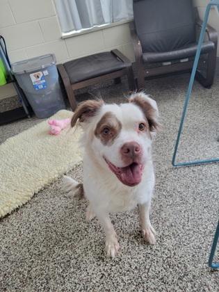 Lilly, Adoptable, Adult Female Mixed Breed & Mixed Breed.