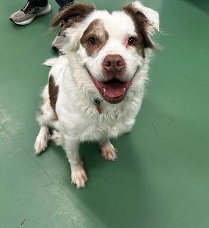 Lilly, Adoptable, Adult Female Mixed Breed & Mixed Breed.