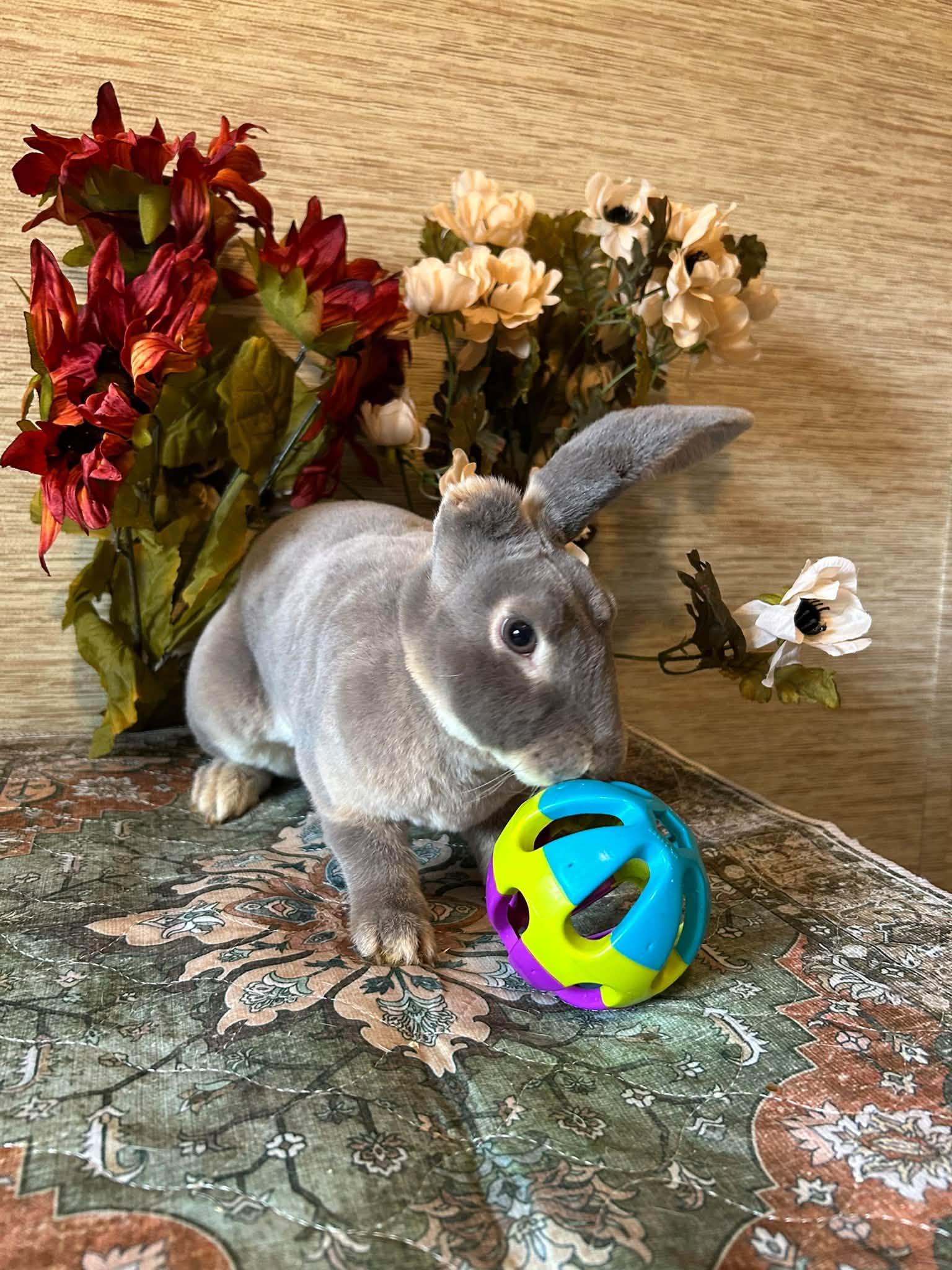 Enlarge Moon, a Adoptable Rex in Groton, VT image 5/6