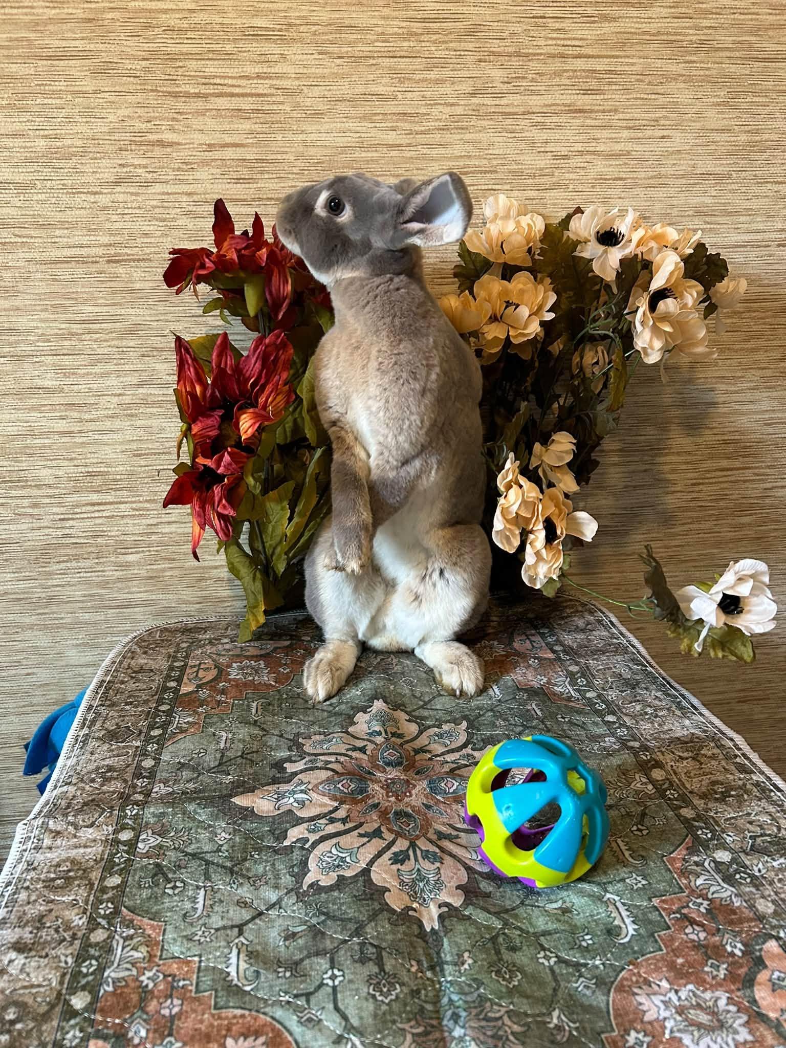 Moon, Adoptable, Young Male Rex.