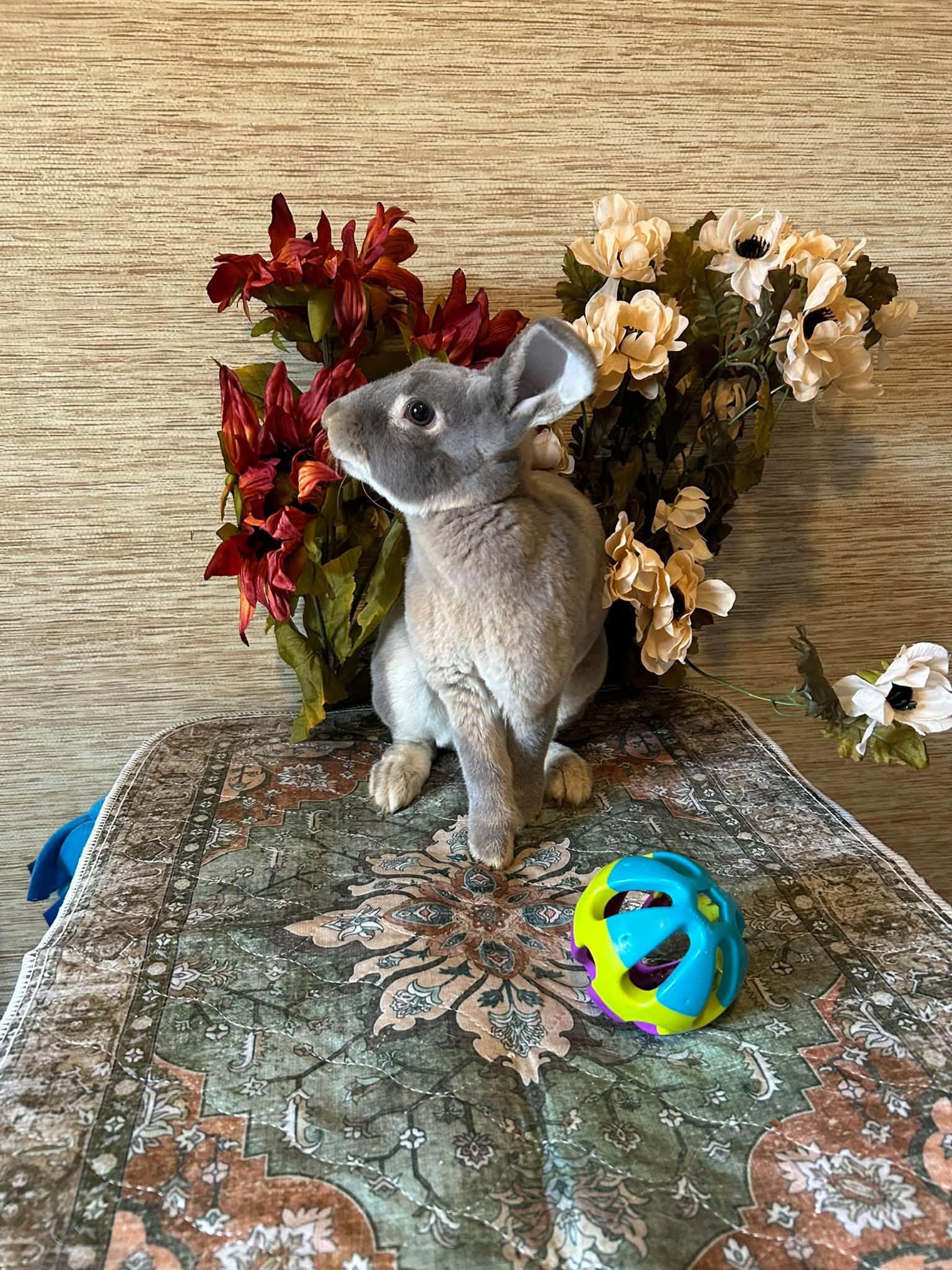 Enlarge Moon, a Adoptable Rex in Groton, VT image 2/6