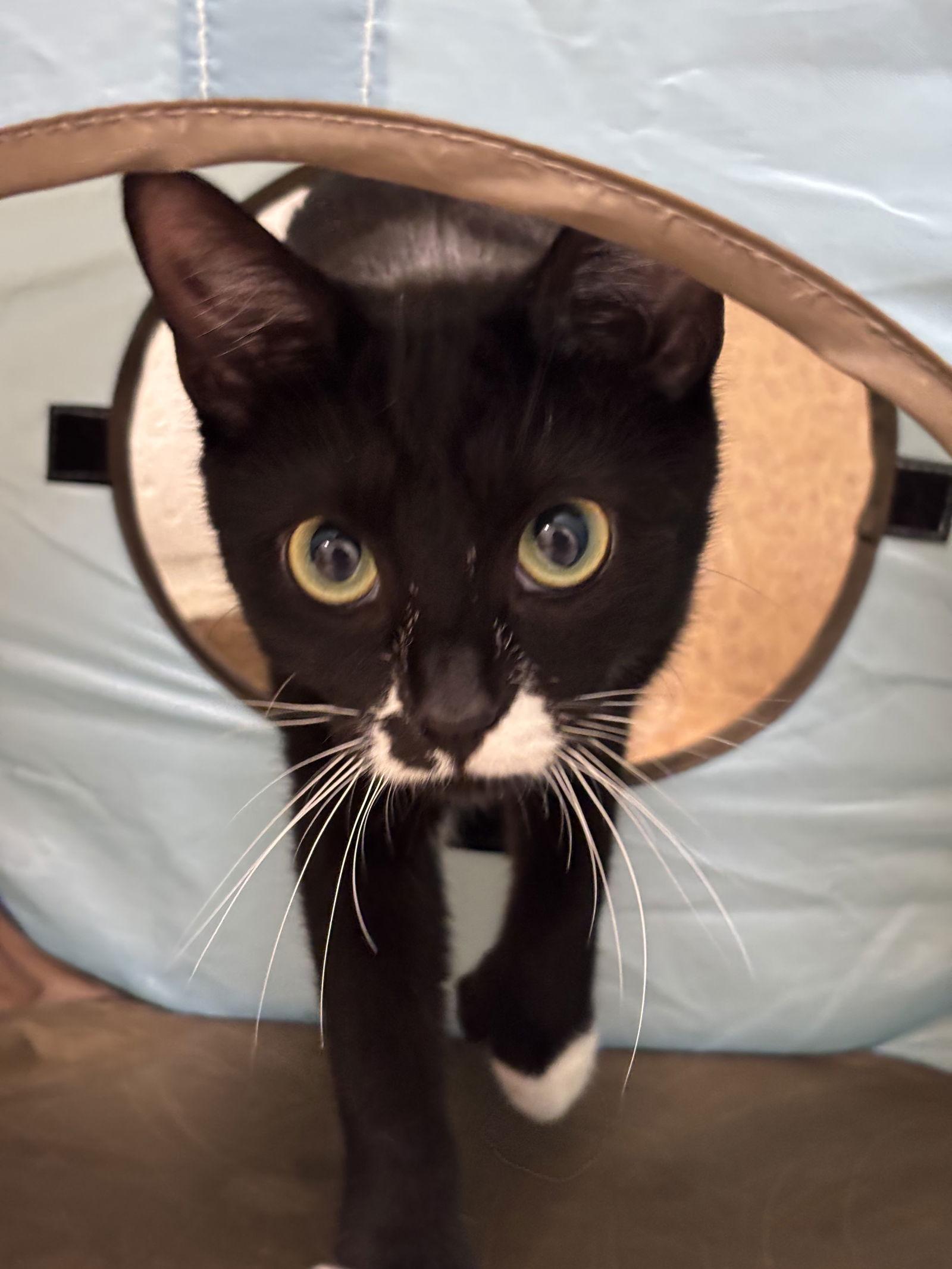 Enlarge Raven-pending, a Adoptable Domestic Short Hair in Brick, NJ image 1/3