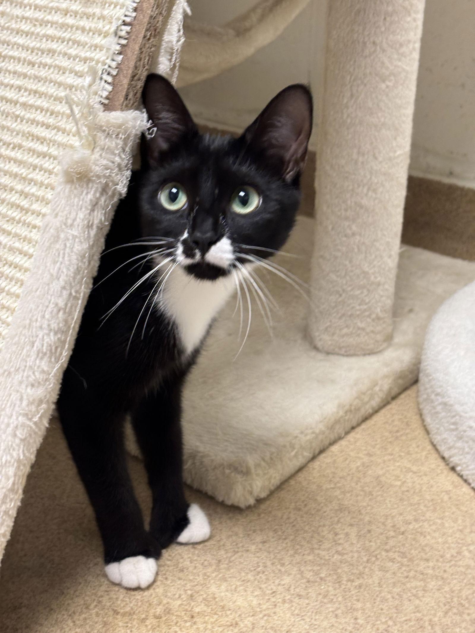 Enlarge Raven-pending, a Adoptable Domestic Short Hair in Brick, NJ image 2/3