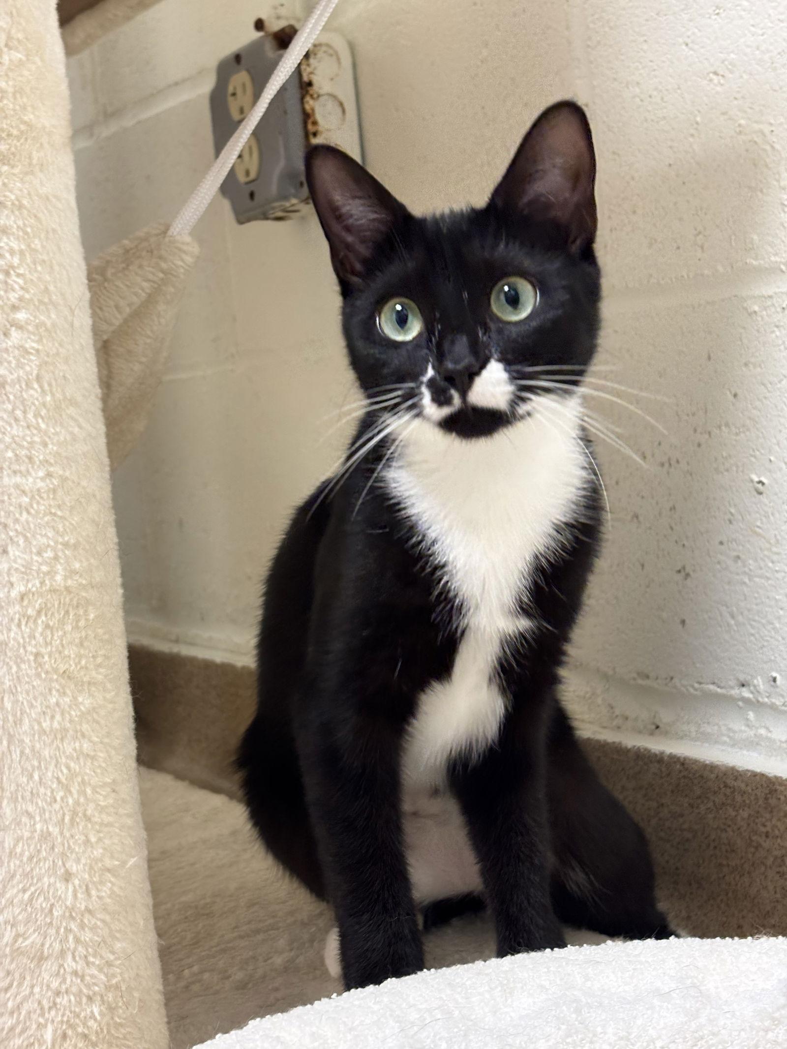 Enlarge Raven-pending, a Adoptable Domestic Short Hair in Brick, NJ image 3/3