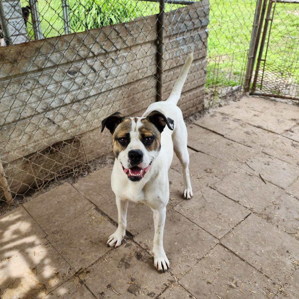 Enlarge Jewell, a Adoptable Mixed Breed in Boaz, AL image 1/2