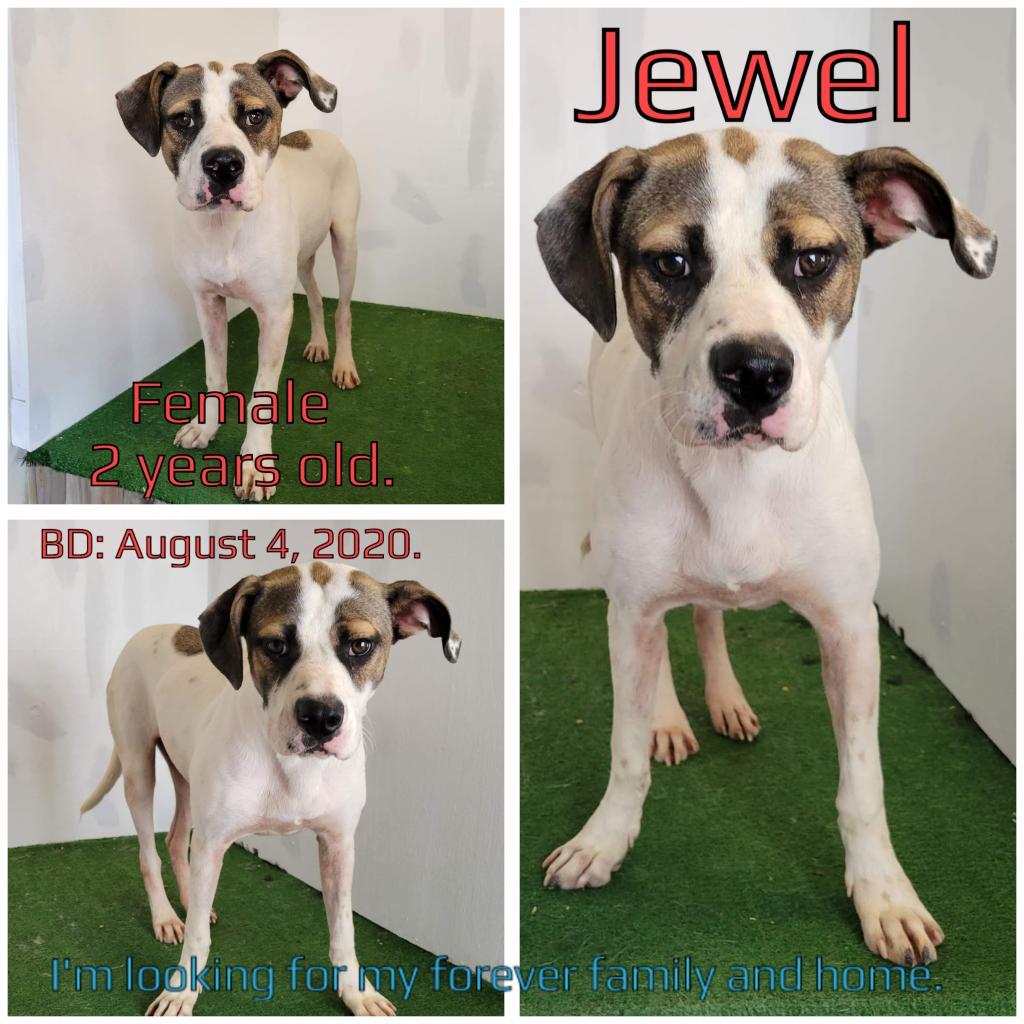 Enlarge Jewell, a Adoptable Mixed Breed in Boaz, AL image 2/2