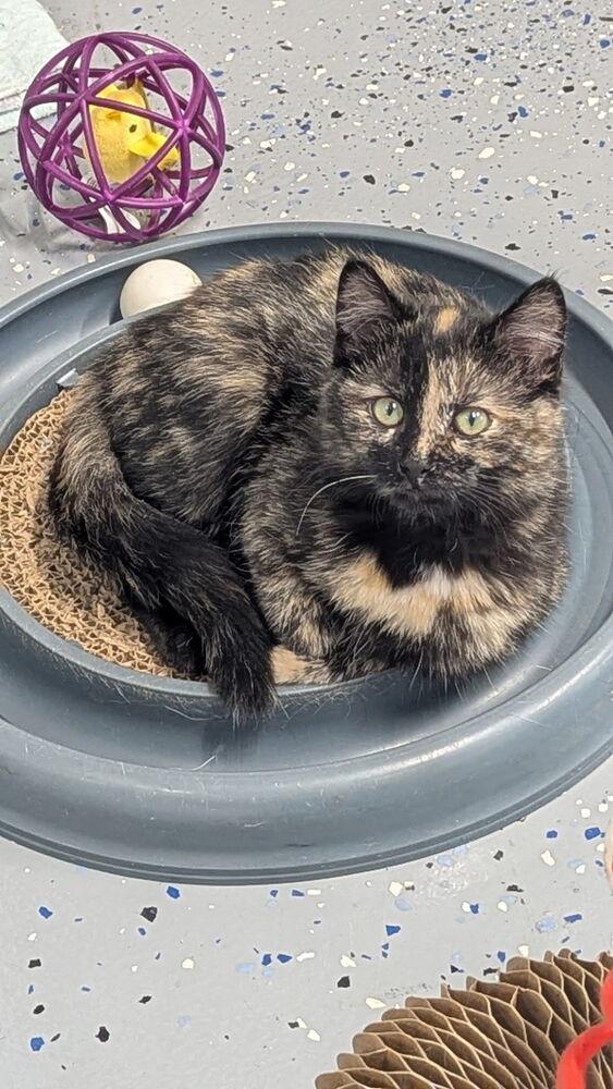 Zara, Adoptable, Kitten Female Domestic Short Hair.