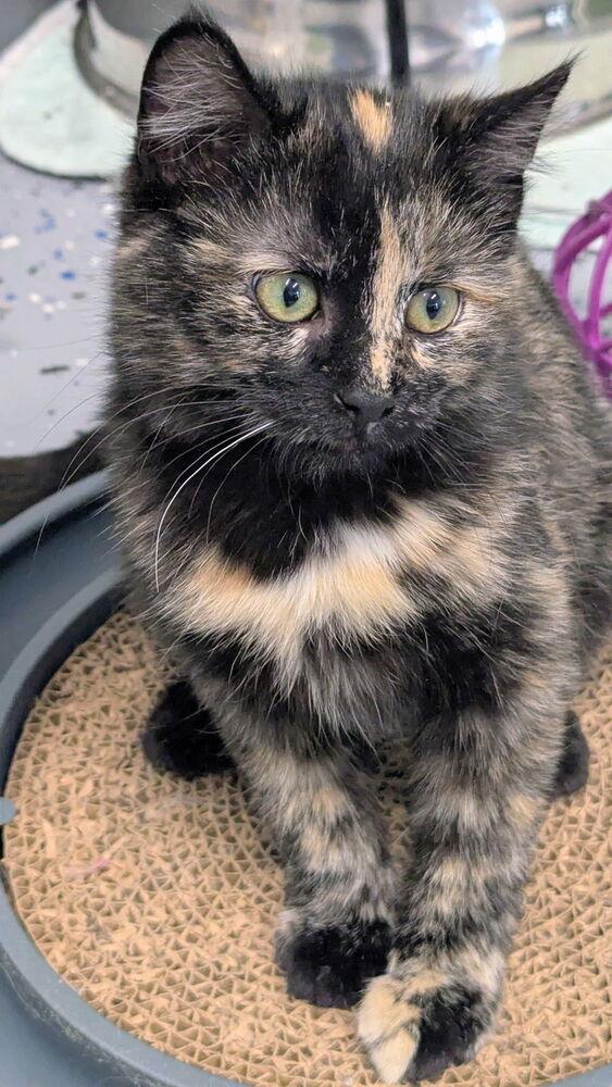 Zara, Adoptable, Kitten Female Domestic Short Hair.
