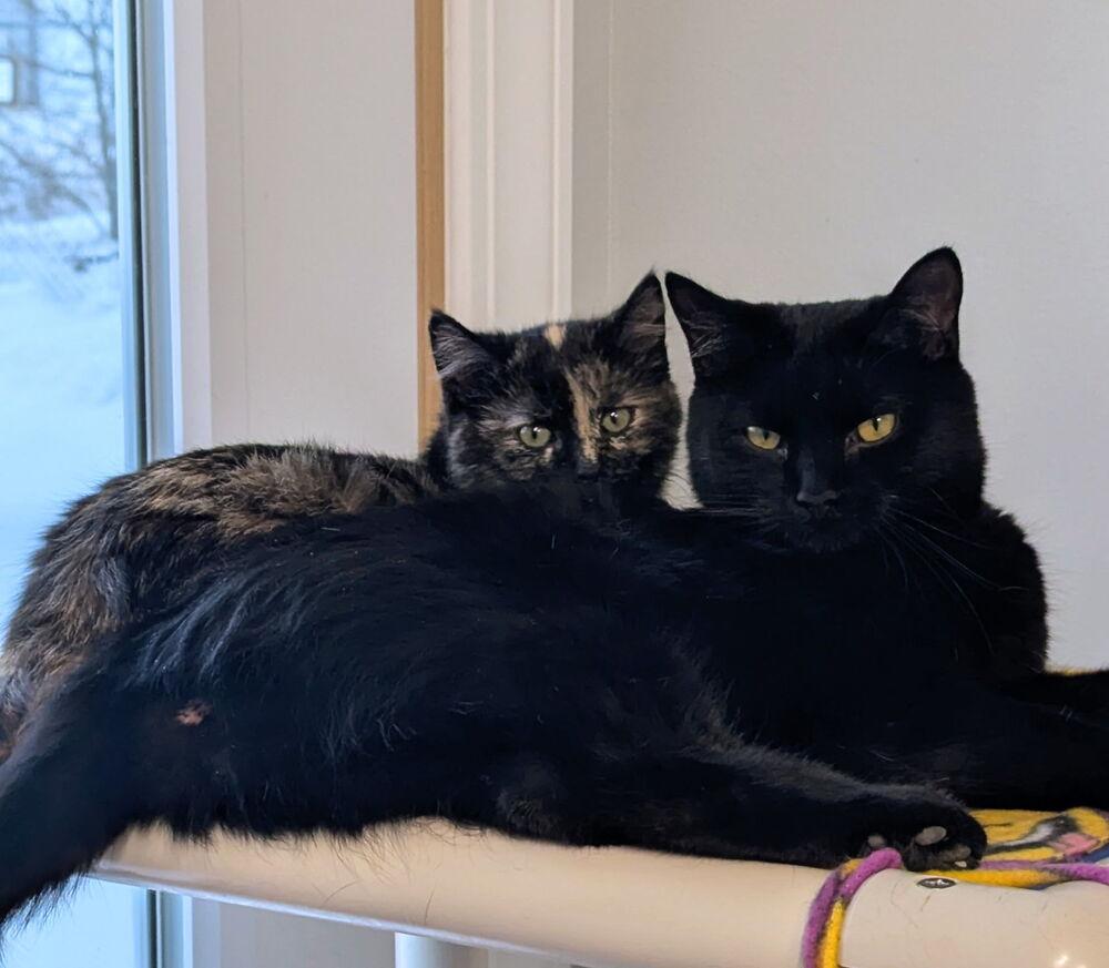 Enlarge Zara, a Adoptable Domestic Short Hair in Sparta, WI image 3/3