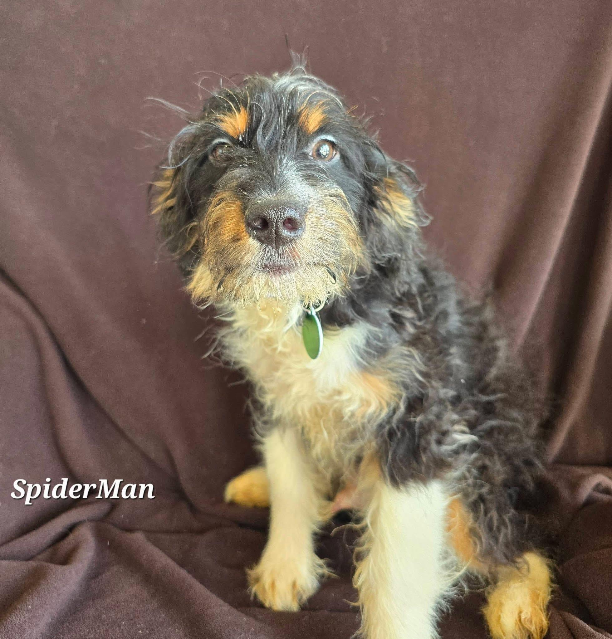 Spiderman, adopted, Puppy Male Bernadoodle.