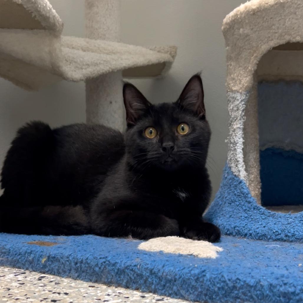 Trace Adkins, a Adoptable mixed breed in Winchester, TN image 2/5