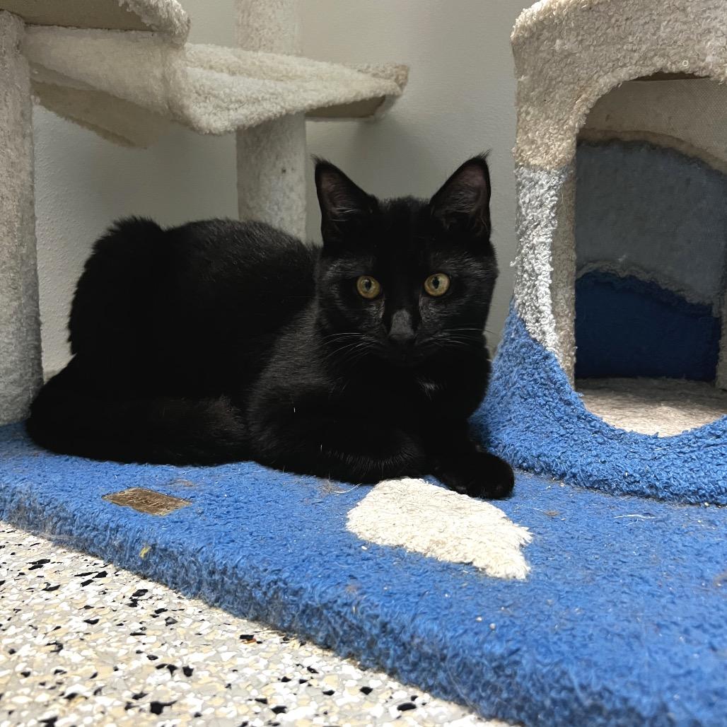 Trace Adkins, a Adoptable mixed breed in Winchester, TN image 3/5