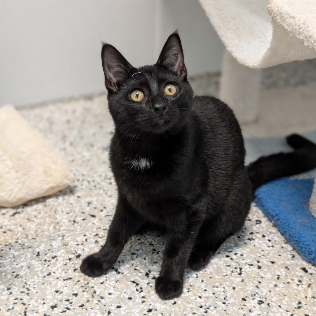 Trace Adkins, a Adoptable mixed breed in Winchester, TN image 4/5