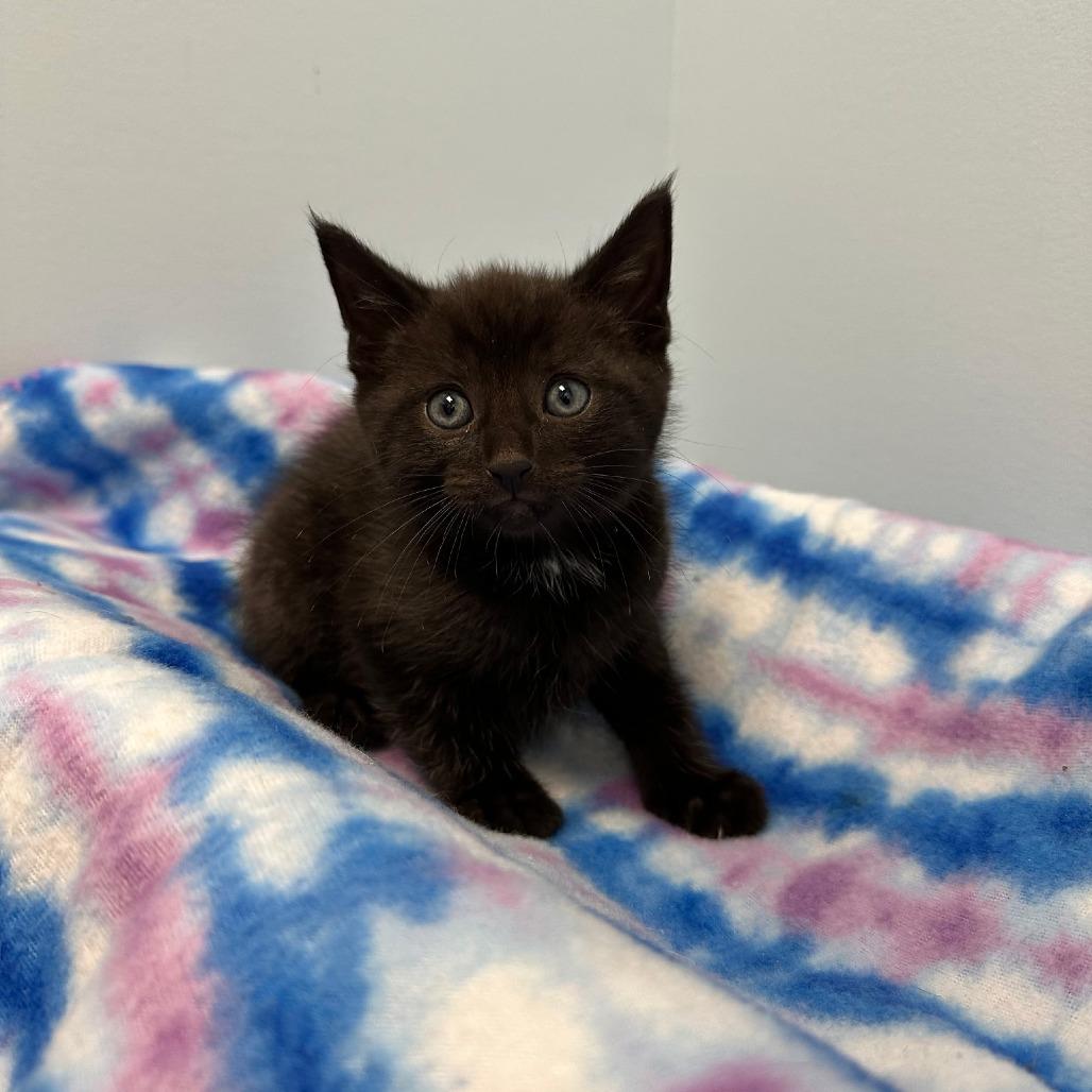 Trace Adkins, a Adoptable mixed breed in Winchester, TN image 5/5