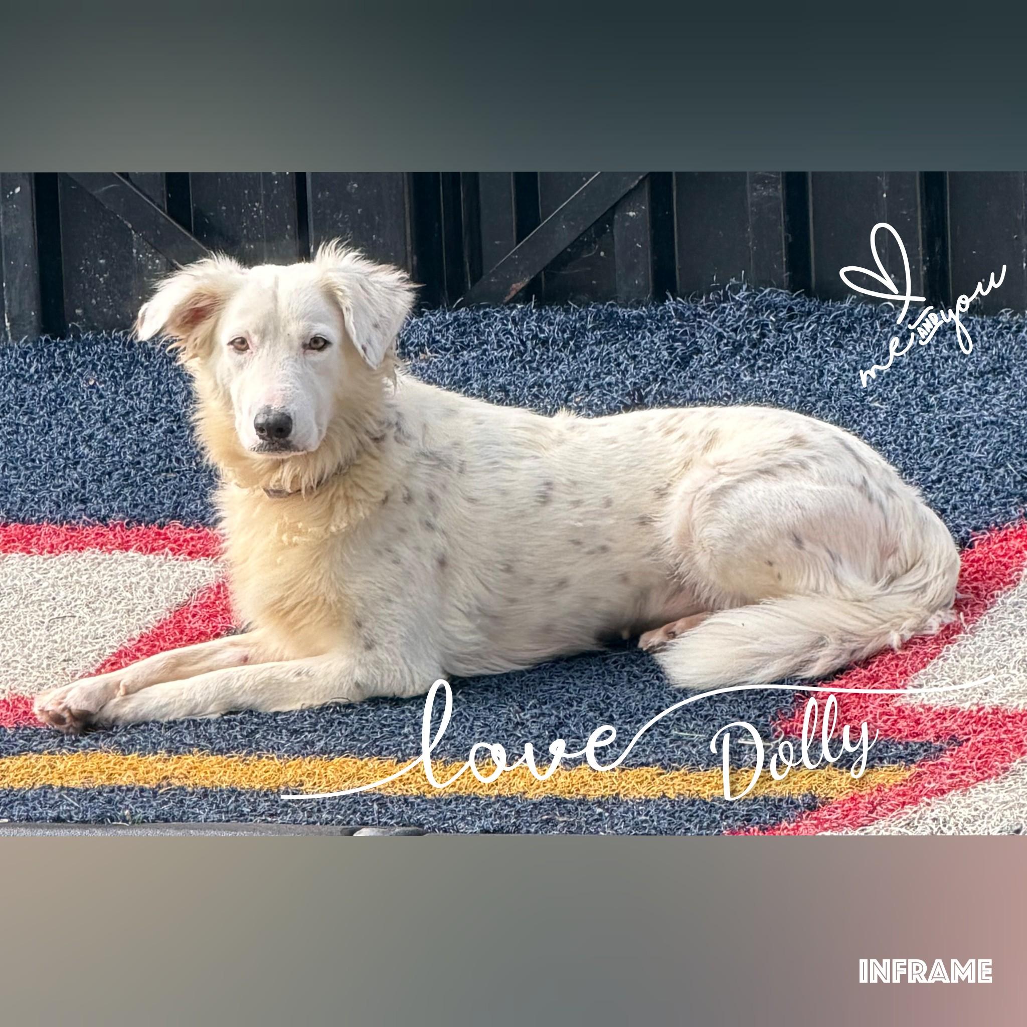 Dolly, an adopted mixed breed in Fredericksburg, VA image 1/6