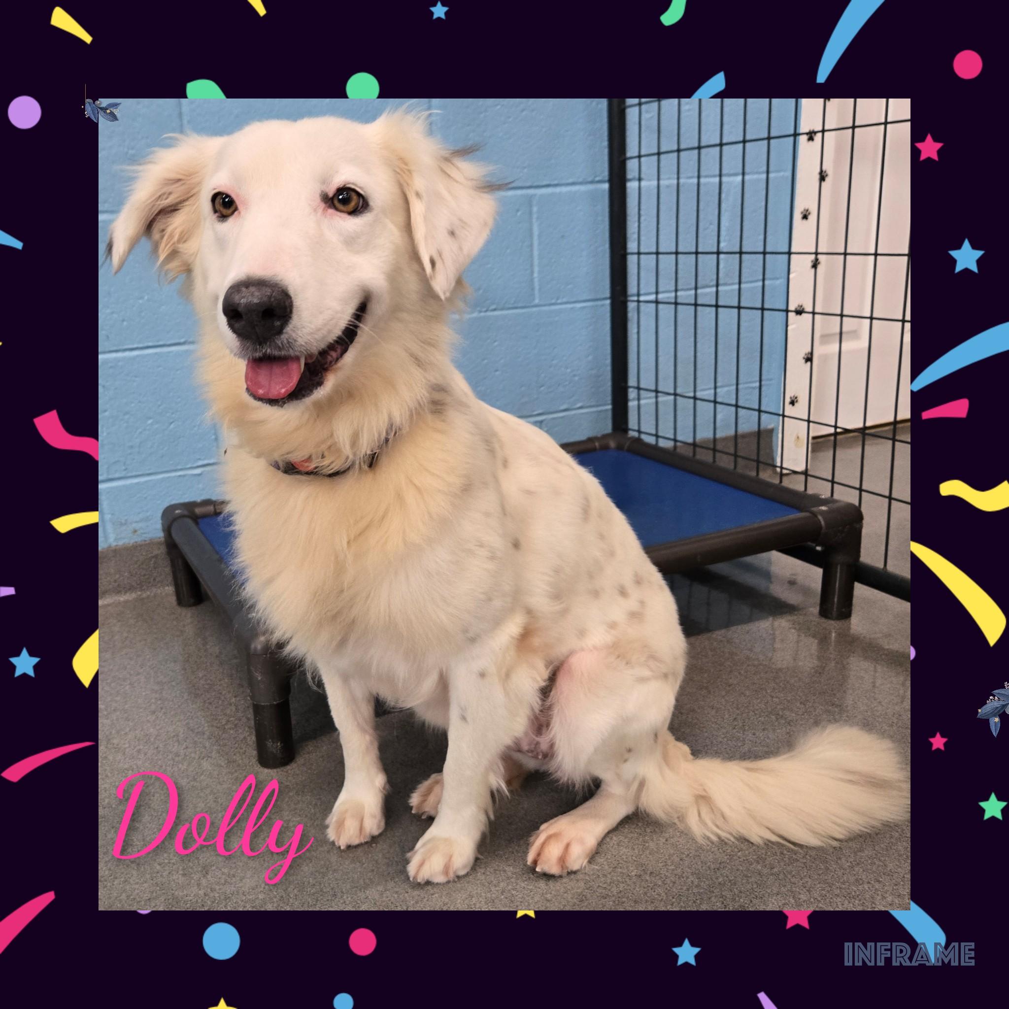Dolly, an adopted mixed breed in Fredericksburg, VA image 2/6