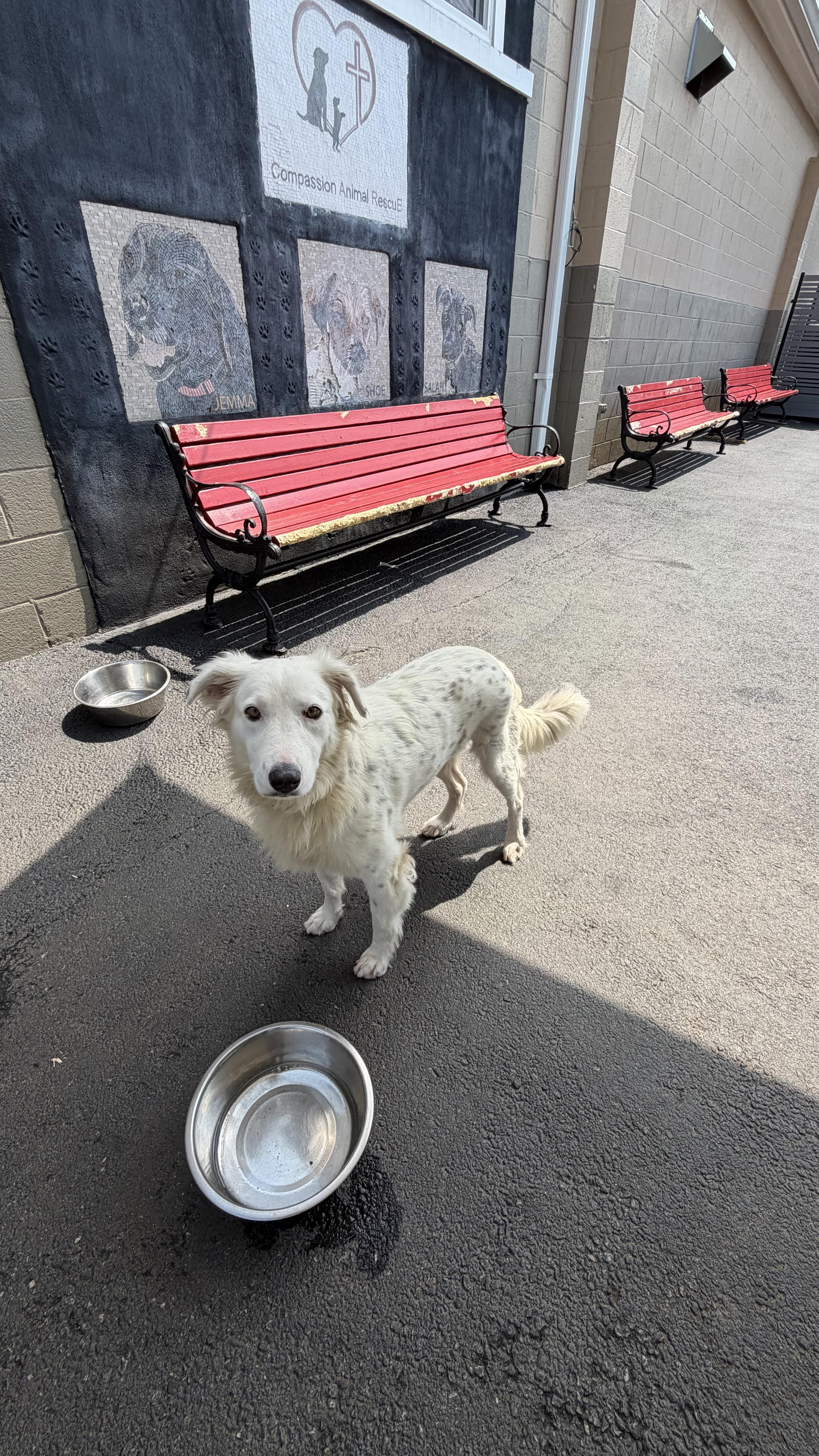 Dolly, an adopted mixed breed in Fredericksburg, VA image 4/6