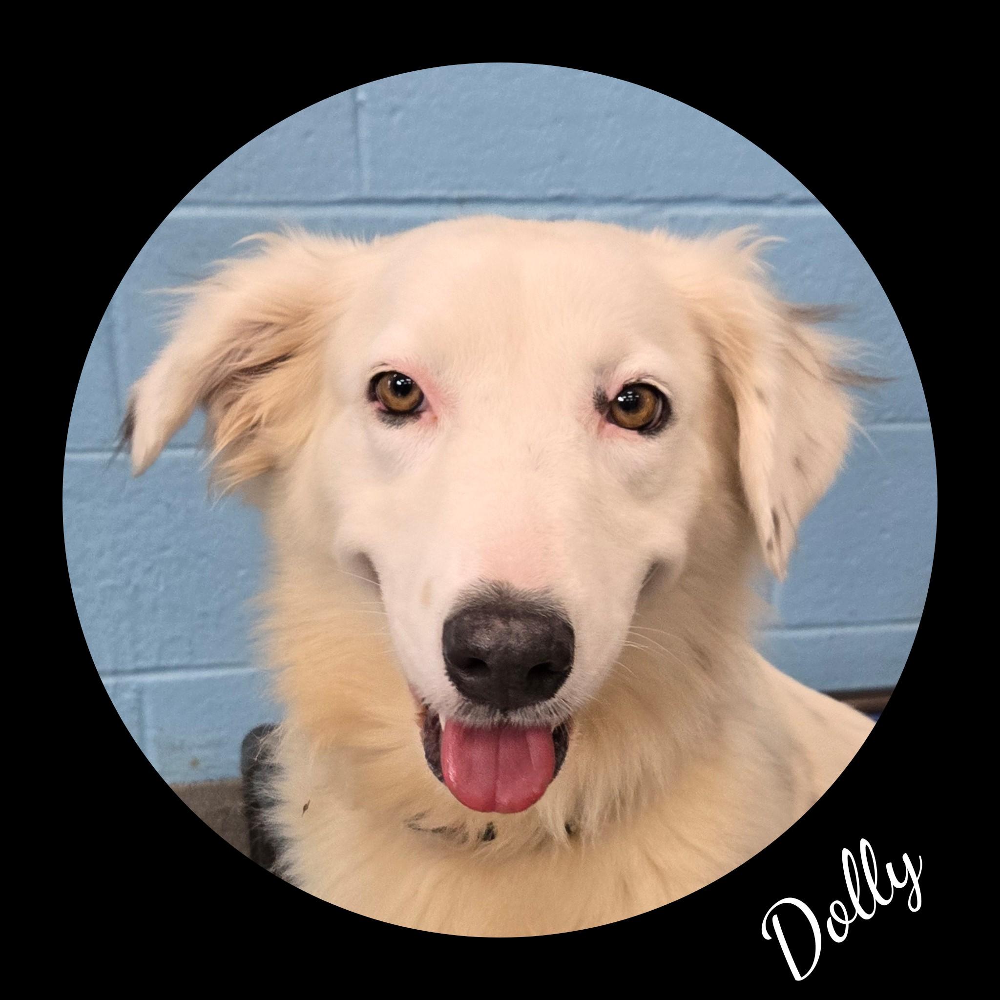 Dolly, an adopted mixed breed in Fredericksburg, VA image 3/6