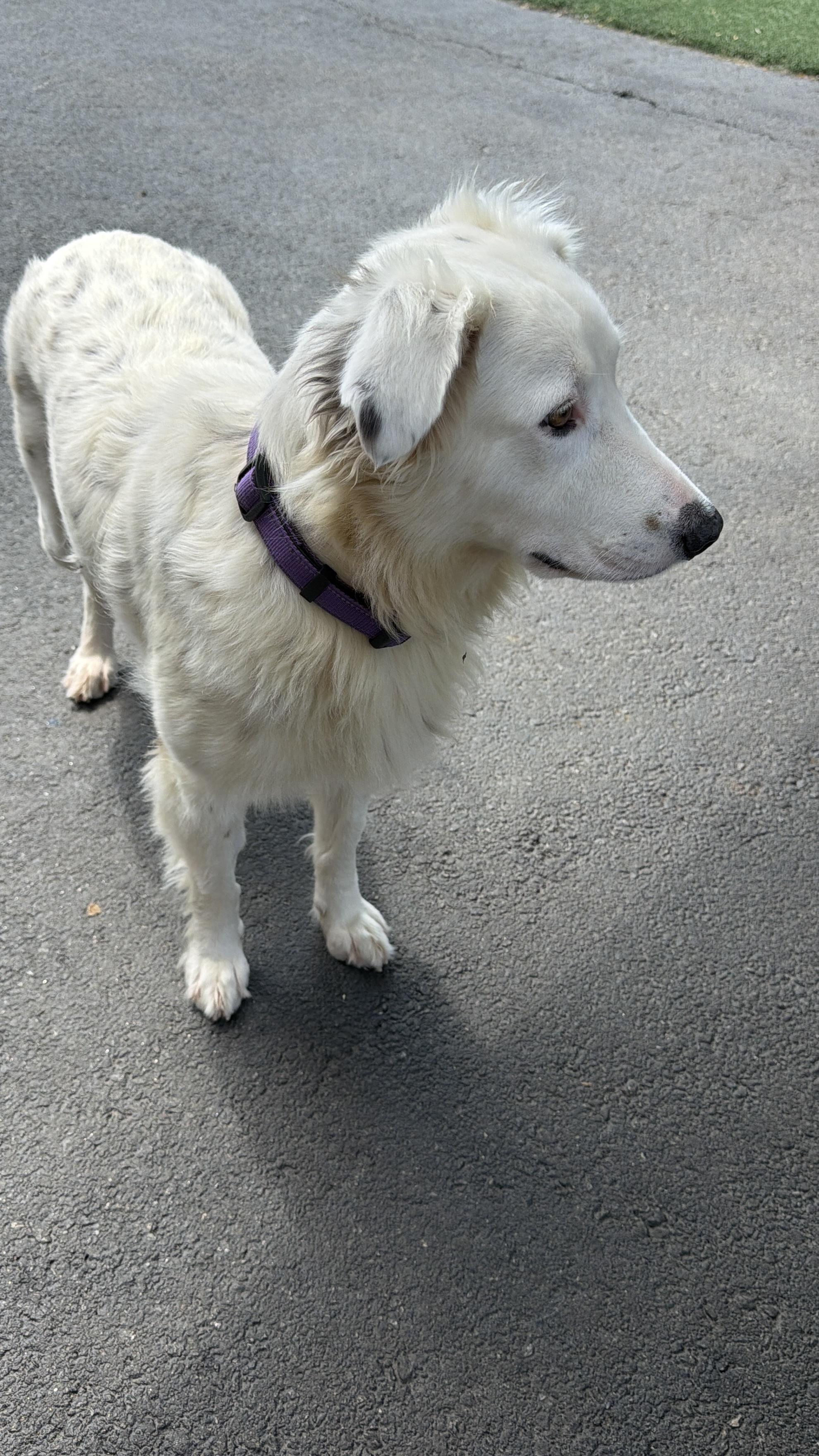 Dolly, an adopted mixed breed in Fredericksburg, VA image 6/6