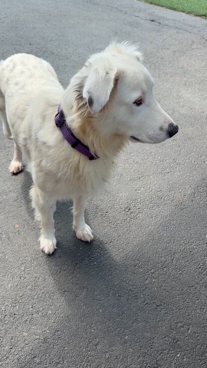 Enlarge Dolly, an adopted mixed breed in Fredericksburg, VA video 5/6