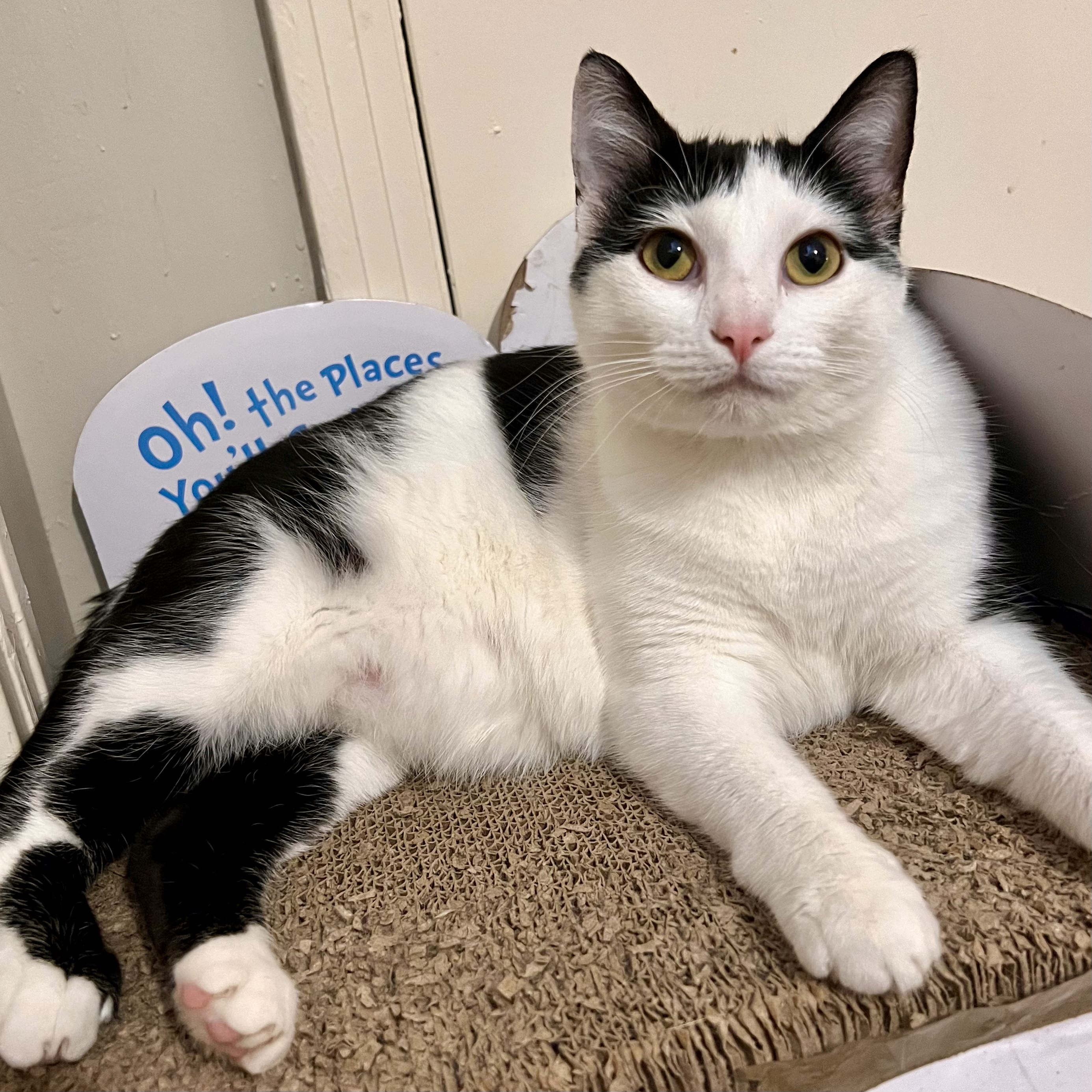 Bessie, Adult Female unknown