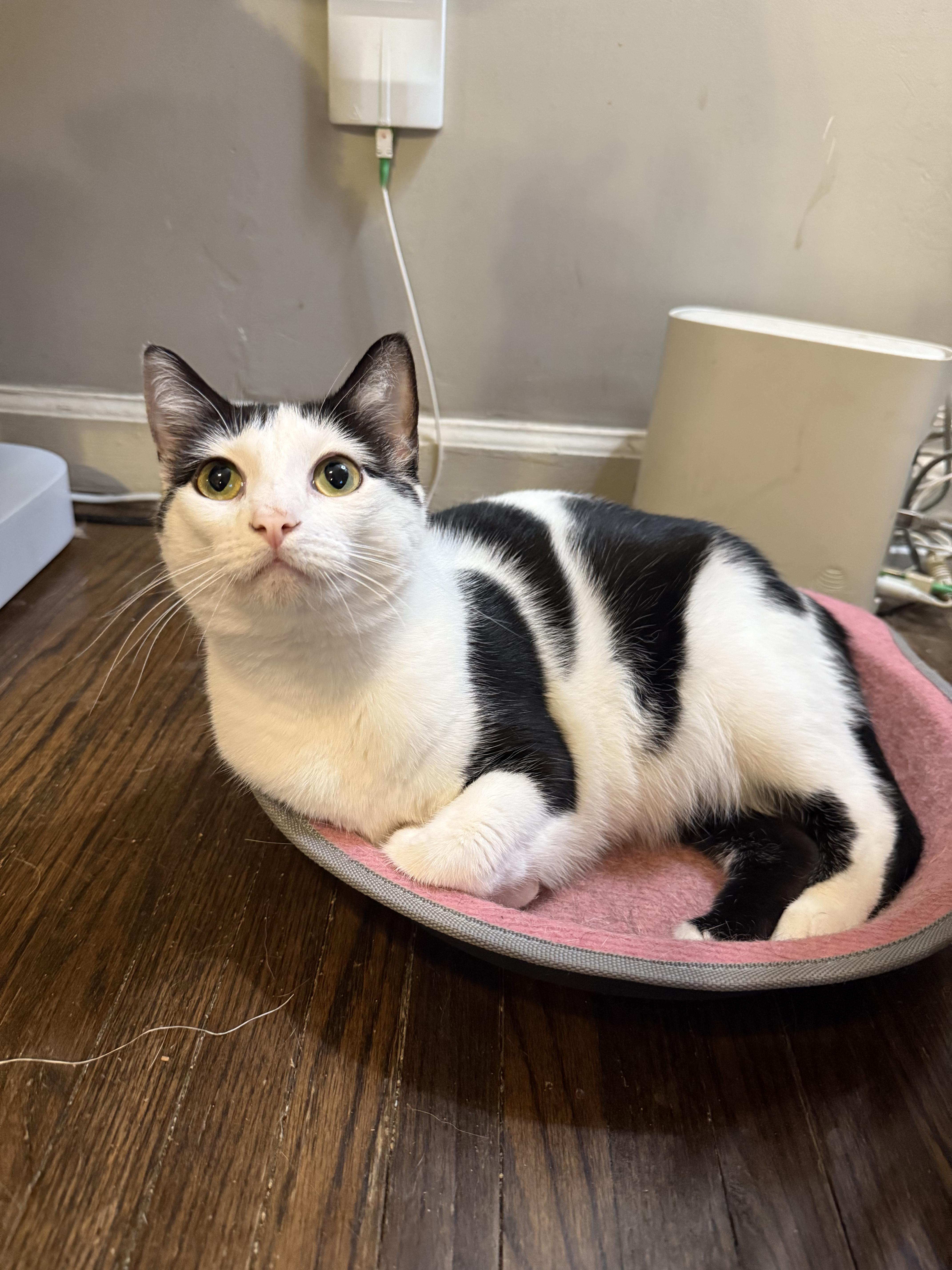 Bessie, an adoptable Domestic Short Hair in Tulsa, OK, 74135 | Photo Image 3