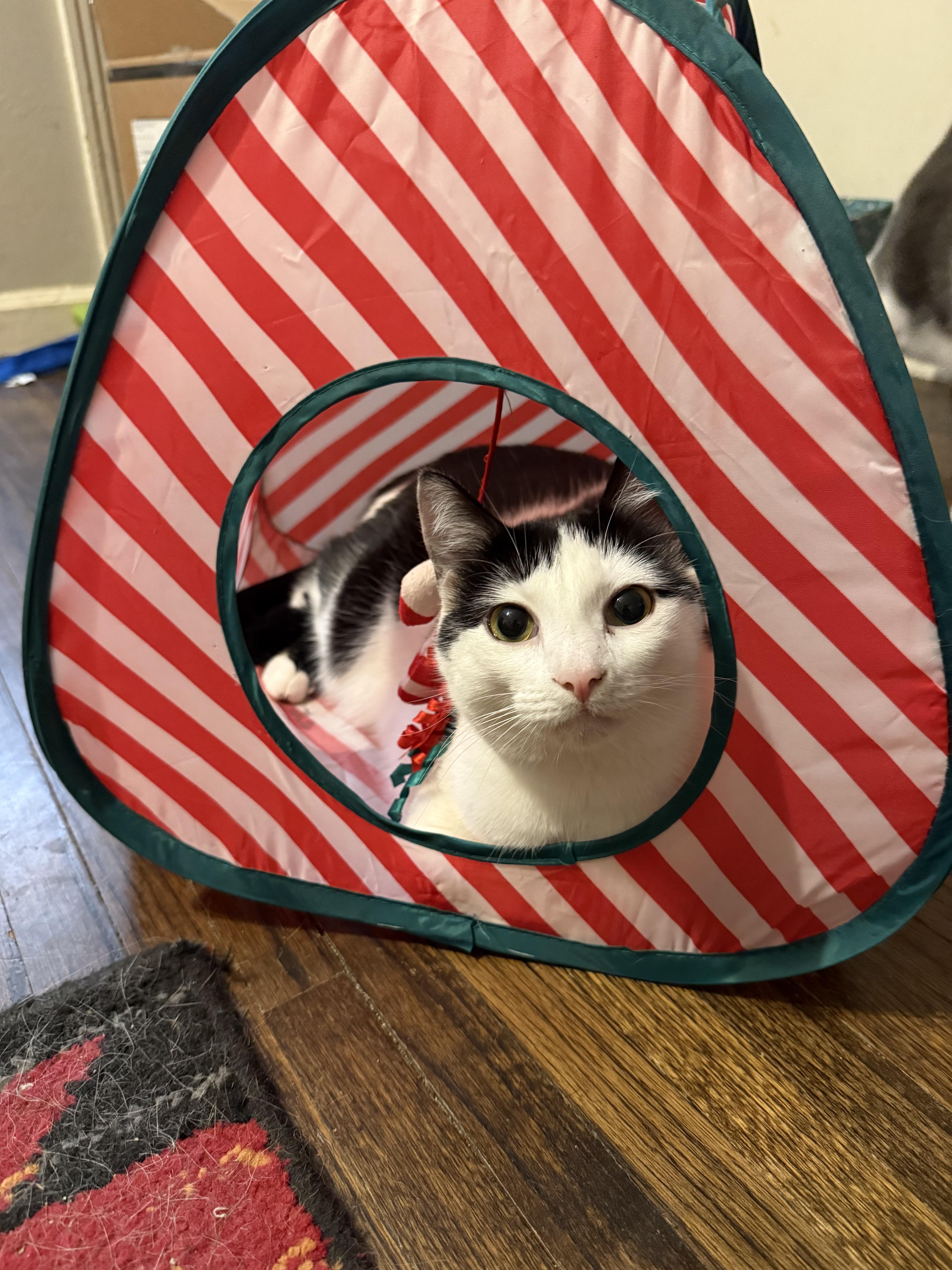 Bessie, an adoptable Domestic Short Hair in Tulsa, OK, 74135 | Photo Image 4