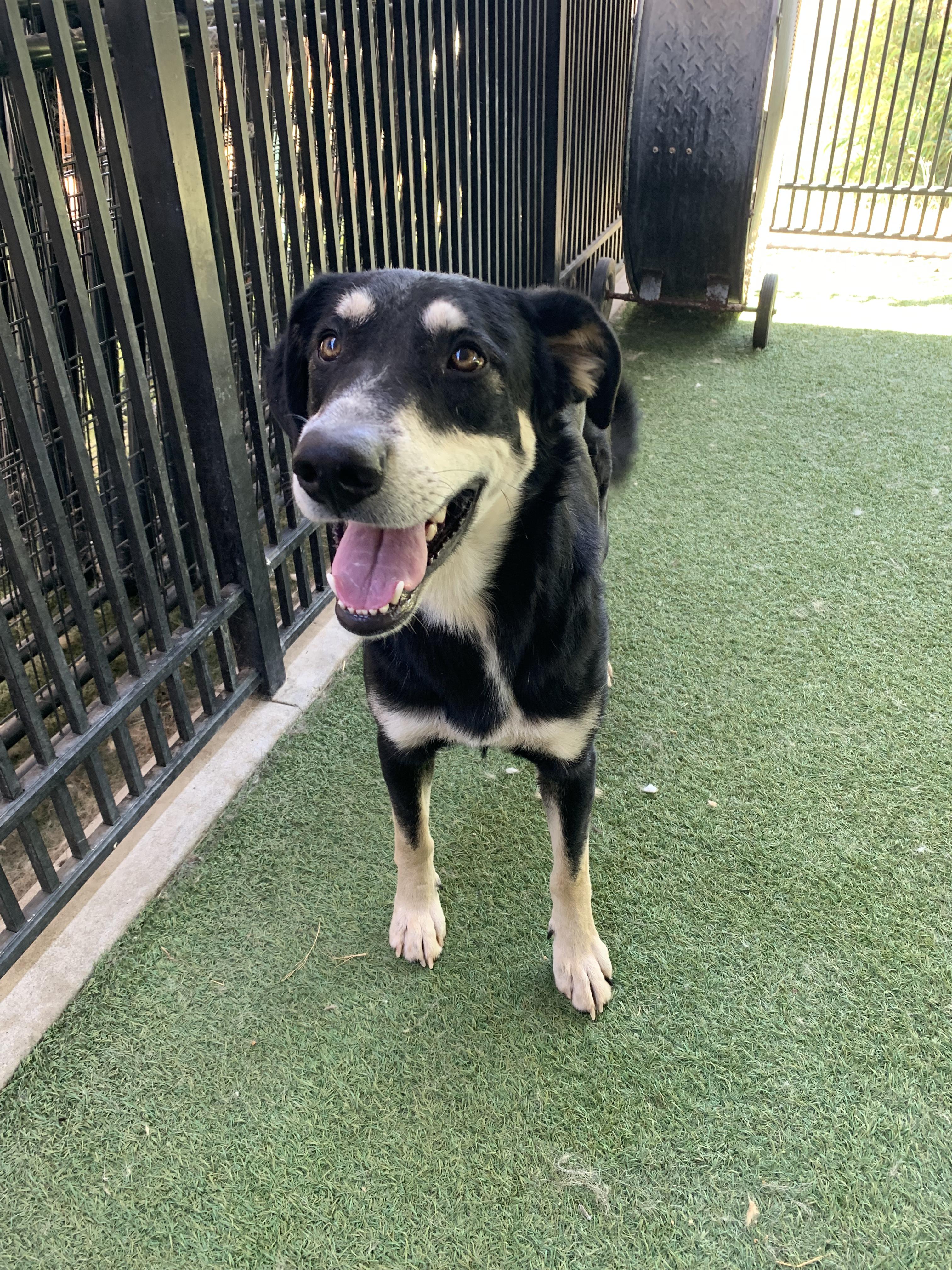 Dogs for Adoption Grass Valley: Find Your Perfect Pet